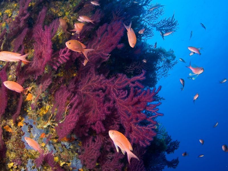 snorkel illes medes